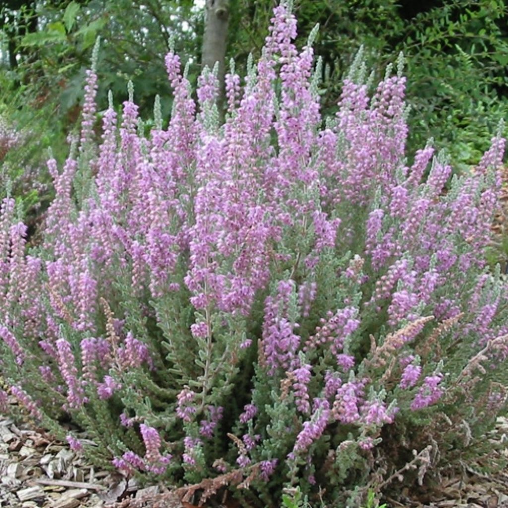 Bruyère d'été - Calluna vulgaris Silver Knight 