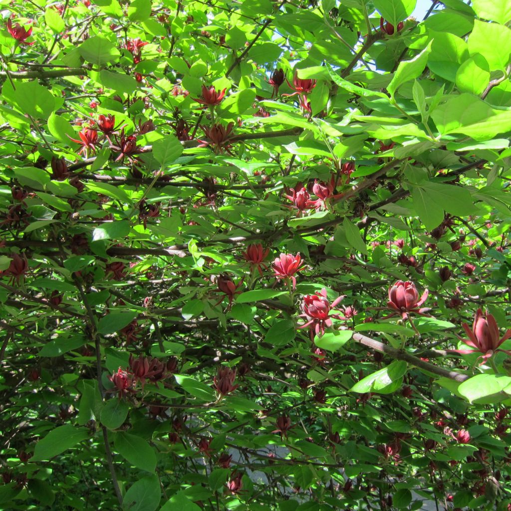 Calycanthus floridus - Arbre aux anémones