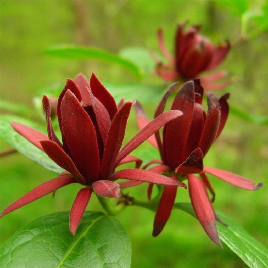 Calycanthus floridus - Arbre aux anémones