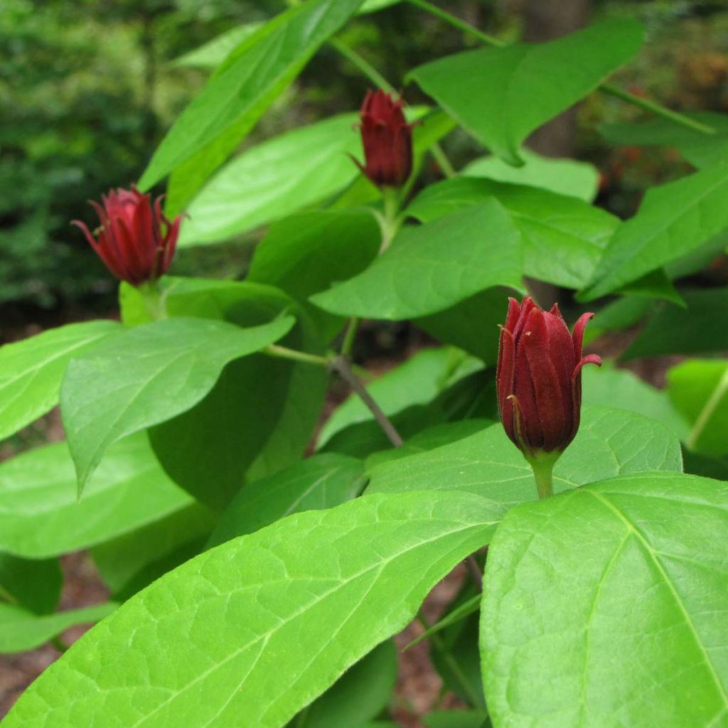 Calycanthus floridus - Arbre aux anémones