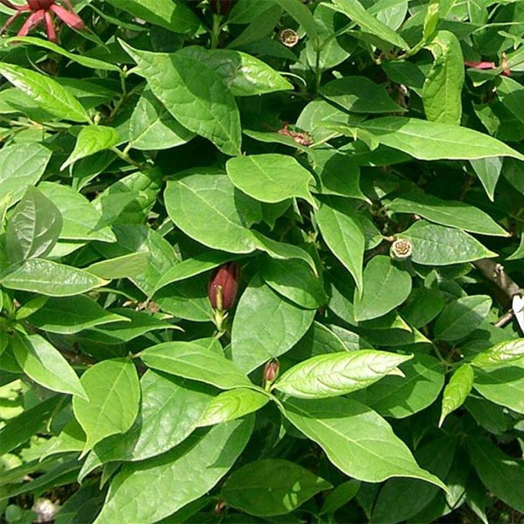 Calycanthus floridus - Arbre aux anémones