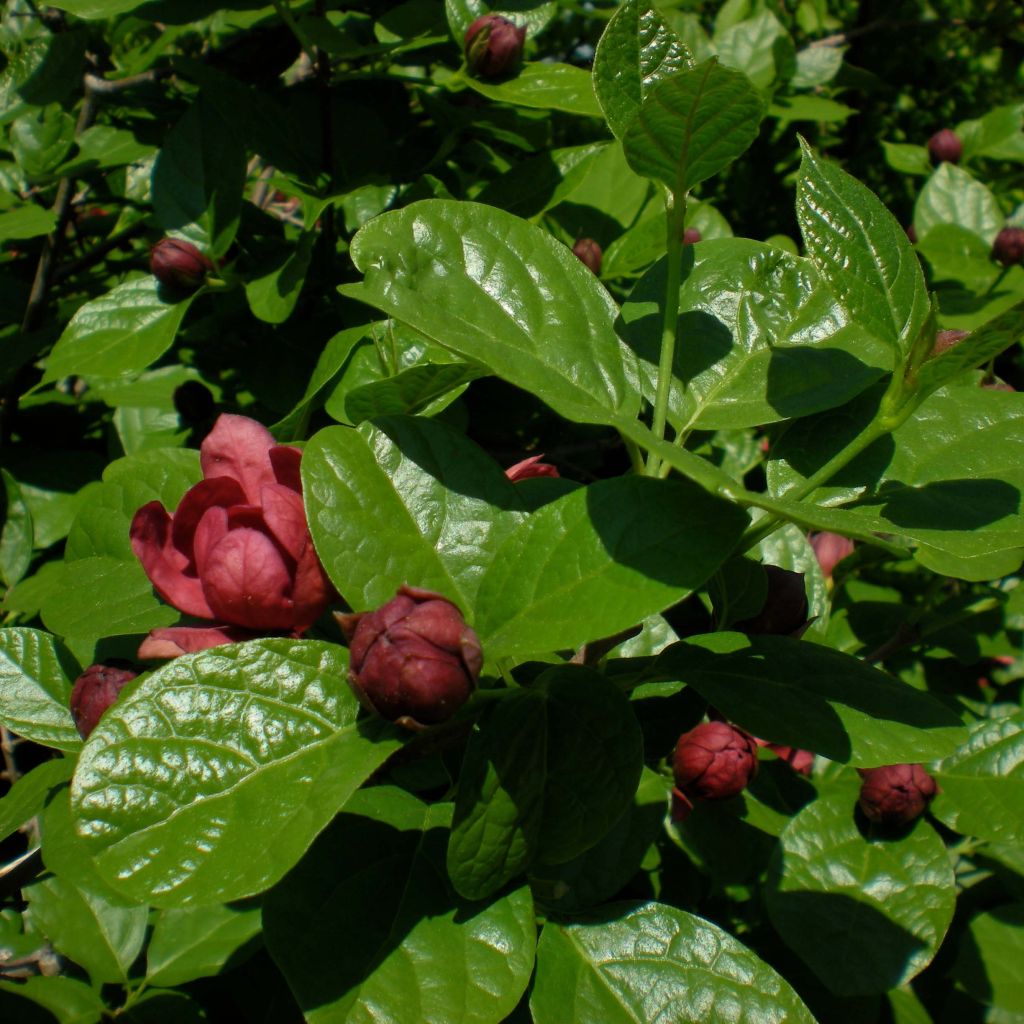 Calycanthus raulstonii Hartlage Wine - Arbre aux anémones