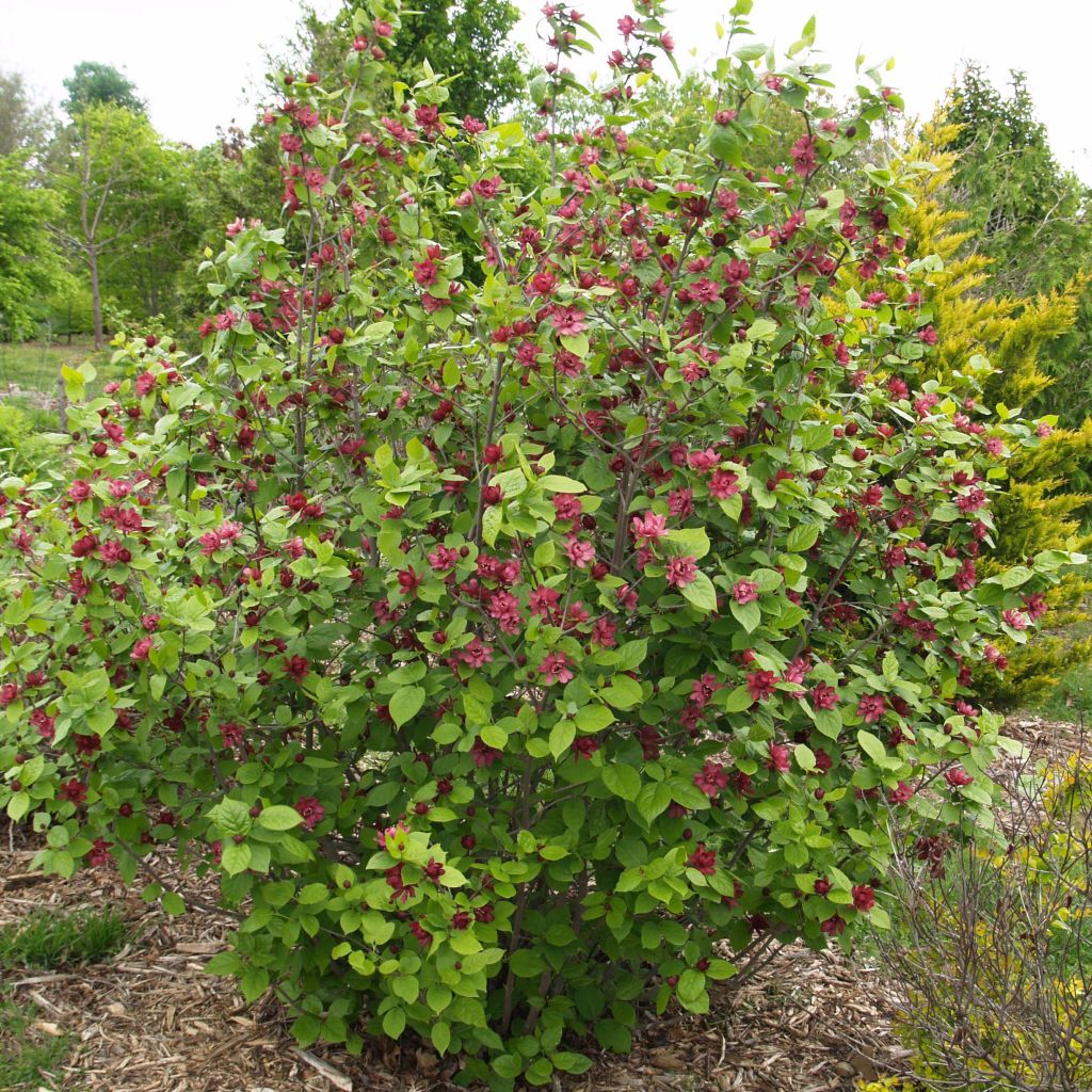 Calycanthus raulstonii Hartlage Wine - Arbre aux anémones