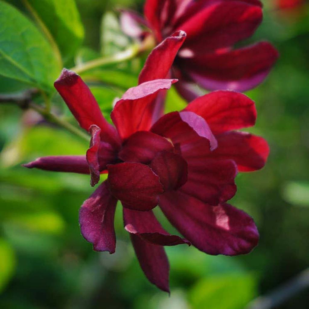 Calycanthus raulstonii Hartlage Wine - Arbre aux anémones