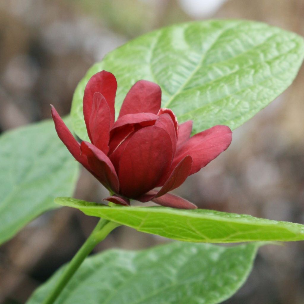 Calycanthus raulstonii Hartlage Wine - Arbre aux anémones