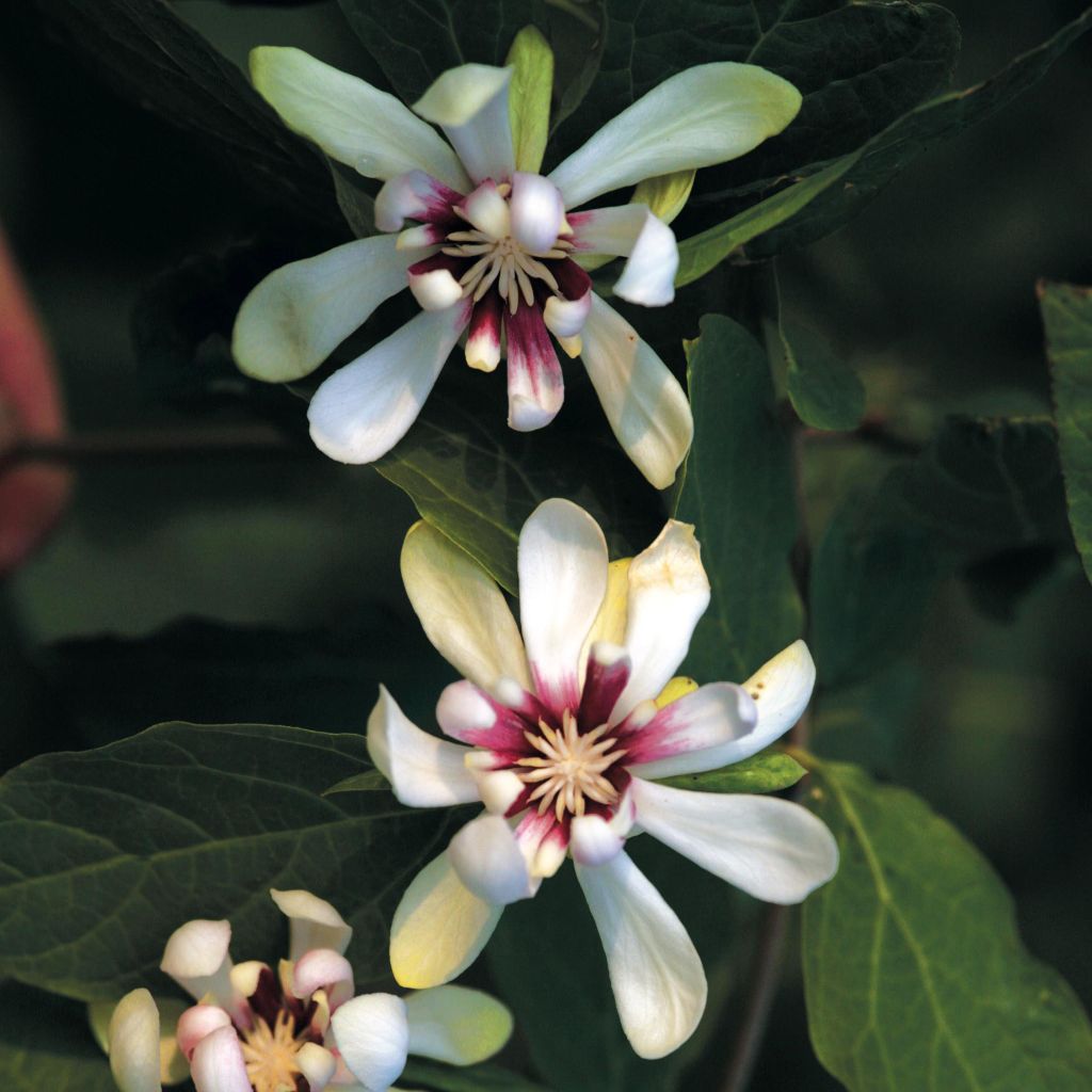 Calycanthus Venus - Arbre aux anémones