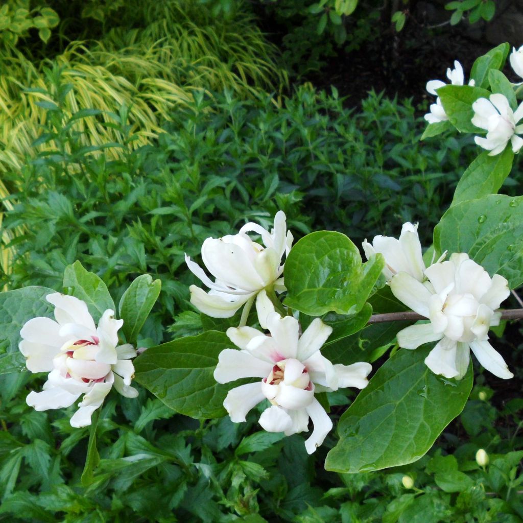 Calycanthus Venus - Arbre aux anémones