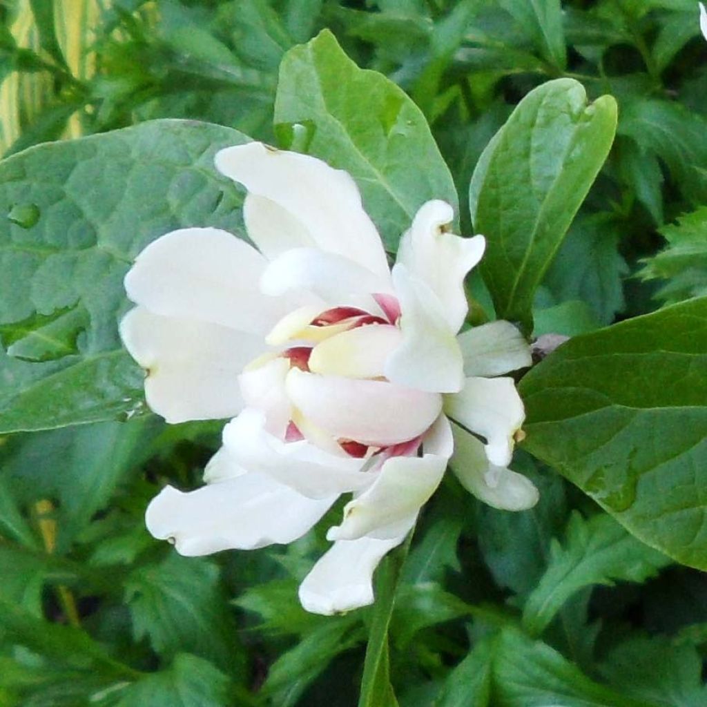 Calycanthus Venus - Arbre aux anémones