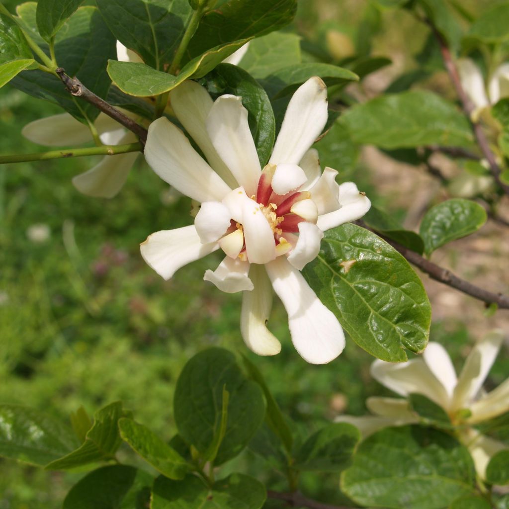 Calycanthus Venus - Arbre aux anémones