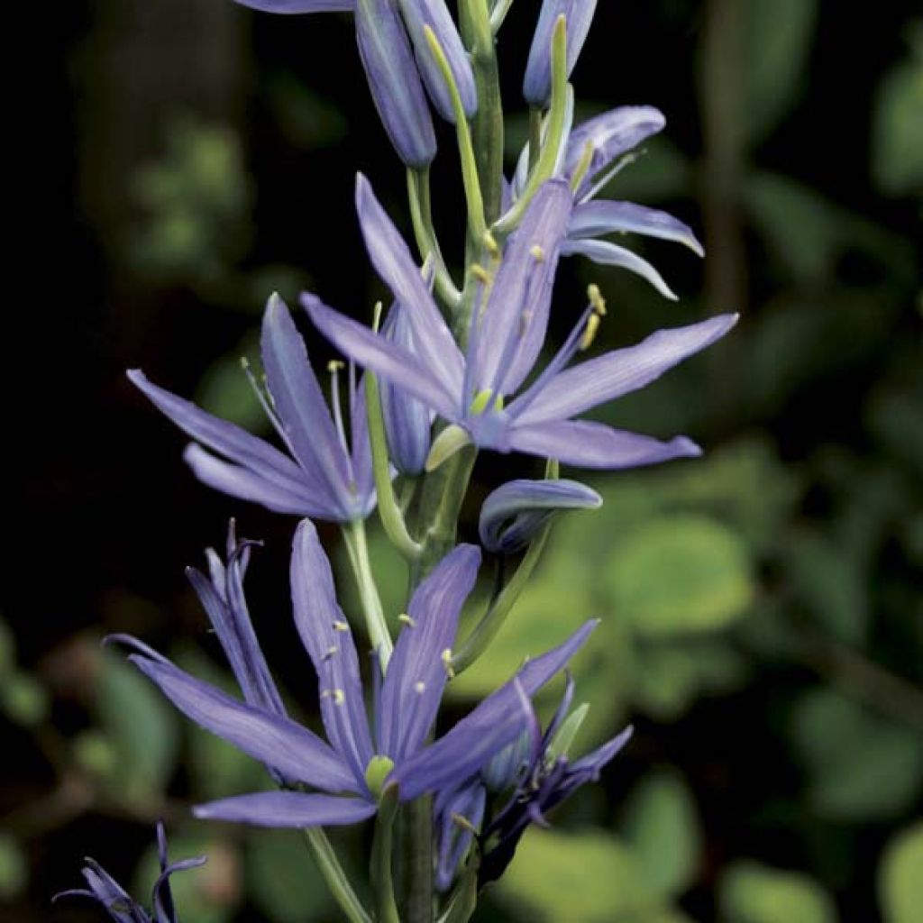 Camassia Leichtlinii Caerulea