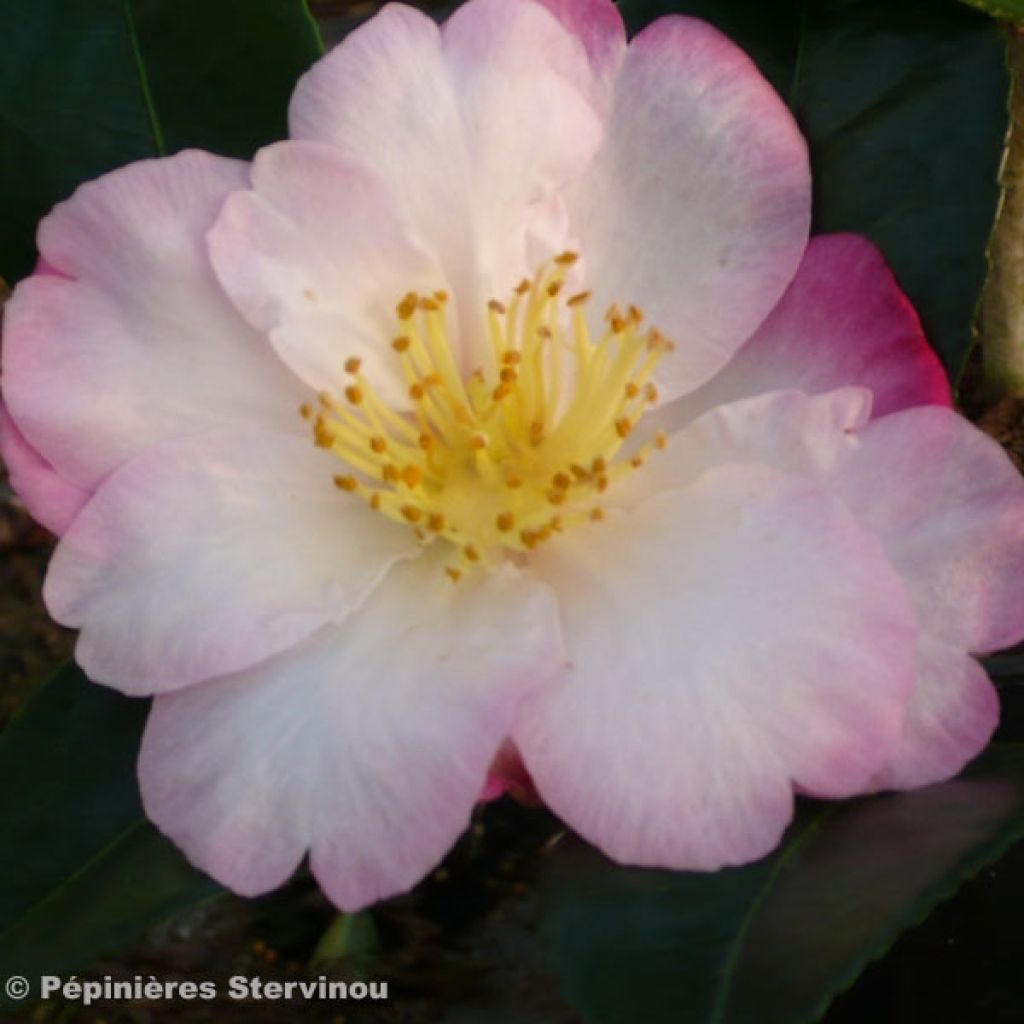 Camélia d'automne - Camellia sasanqua Fukusutsumi