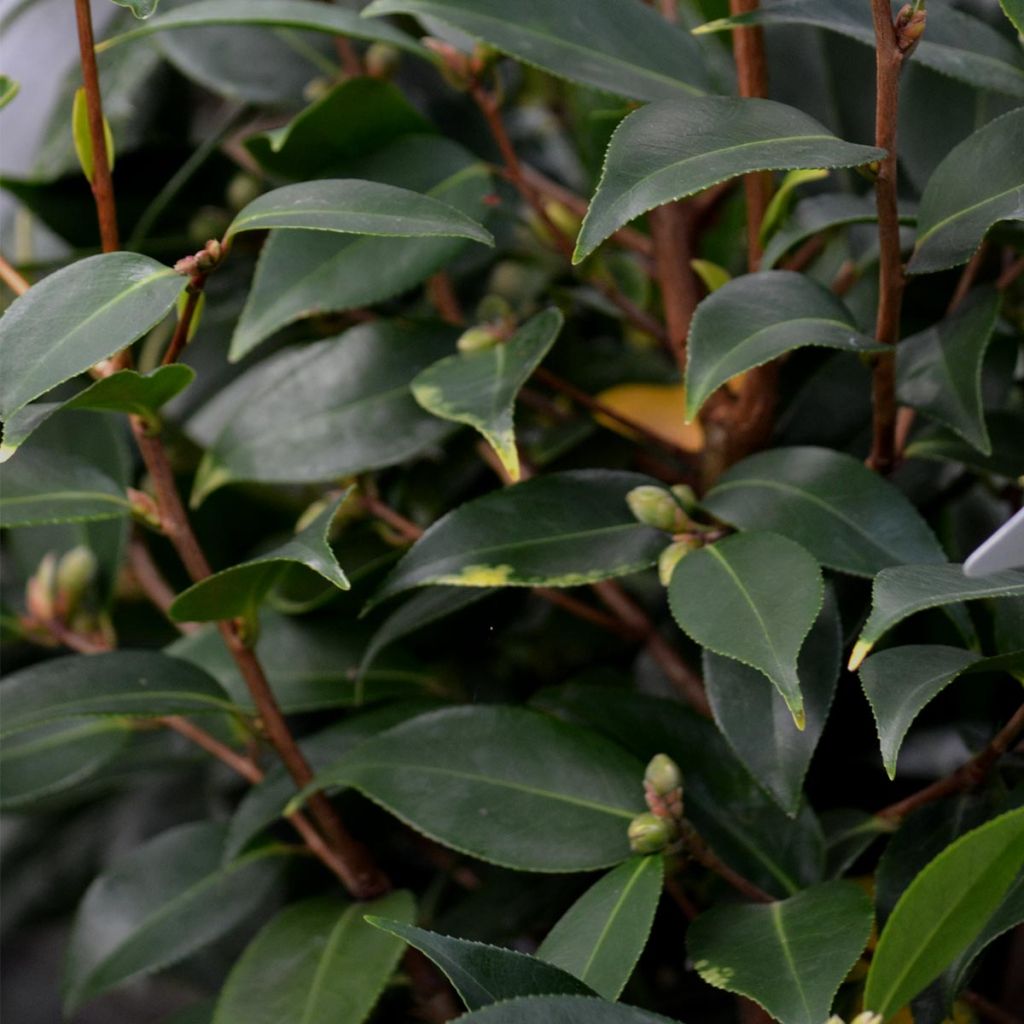 Camélia champêtre - Camellia Spring Festival