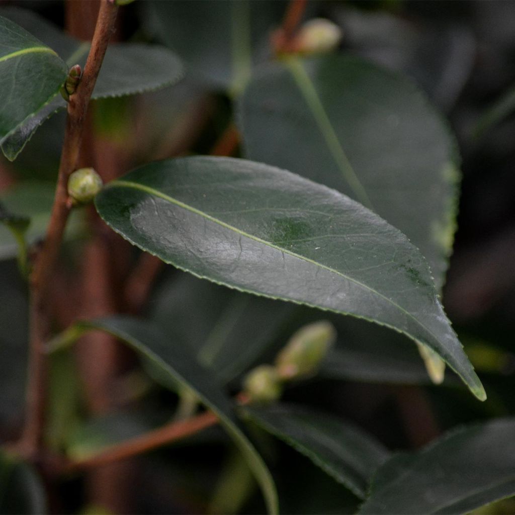 Camélia champêtre - Camellia Spring Festival