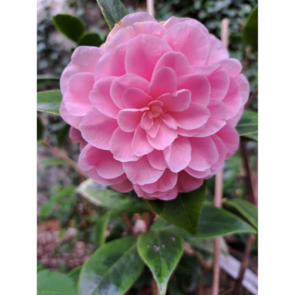 Camélia classique - Camellia Kerguelen