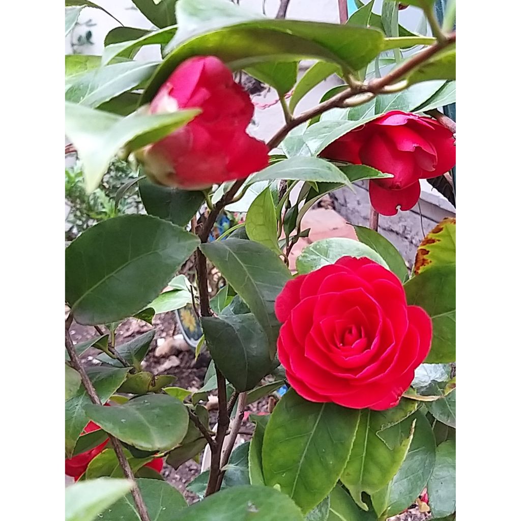 Camélia Coquetti - Camellia japonica