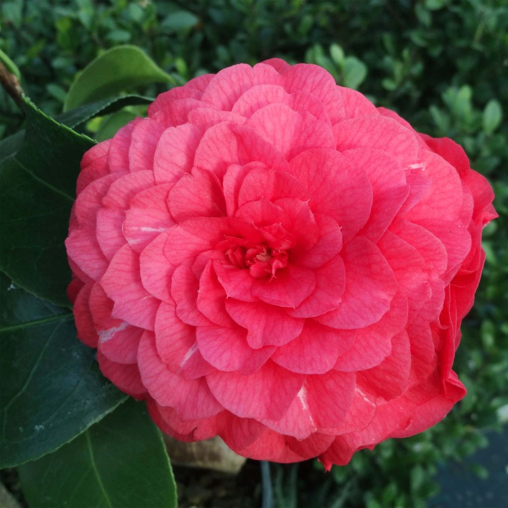 Camélia Il Gioiello - Camellia japonica
