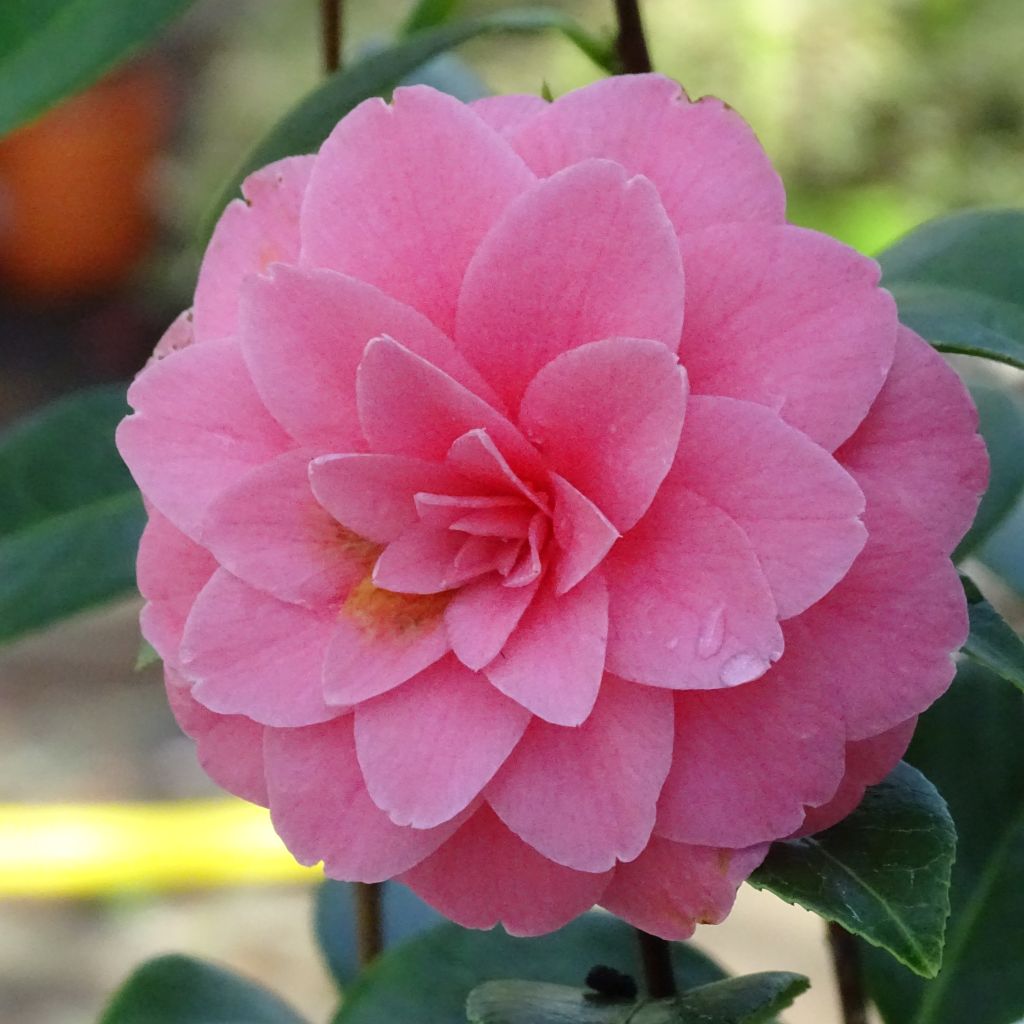 Camélia Mrs. Tingley - Camellia japonica