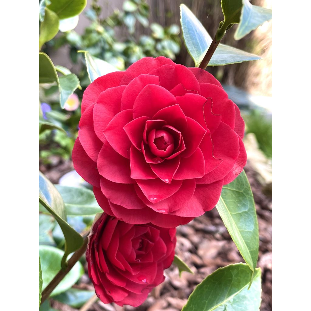 Camélia Roger Hall - Camellia japonica