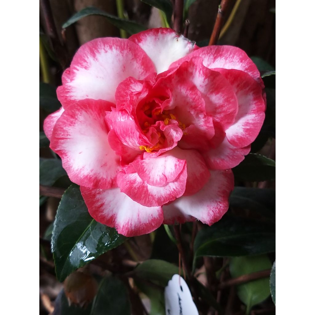 Camellia Betty's Beauty - Camélia classique