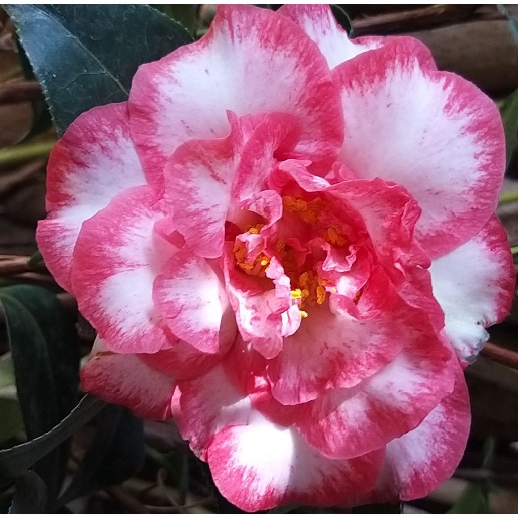 Camellia Betty's Beauty - Camélia classique
