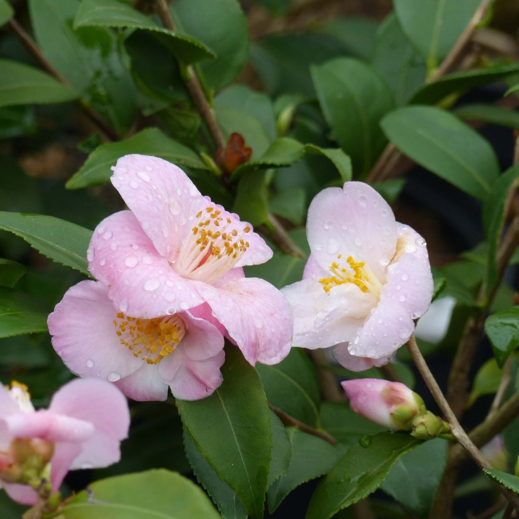 Camélia champêtre - Camellia Cinnamon Scentsation