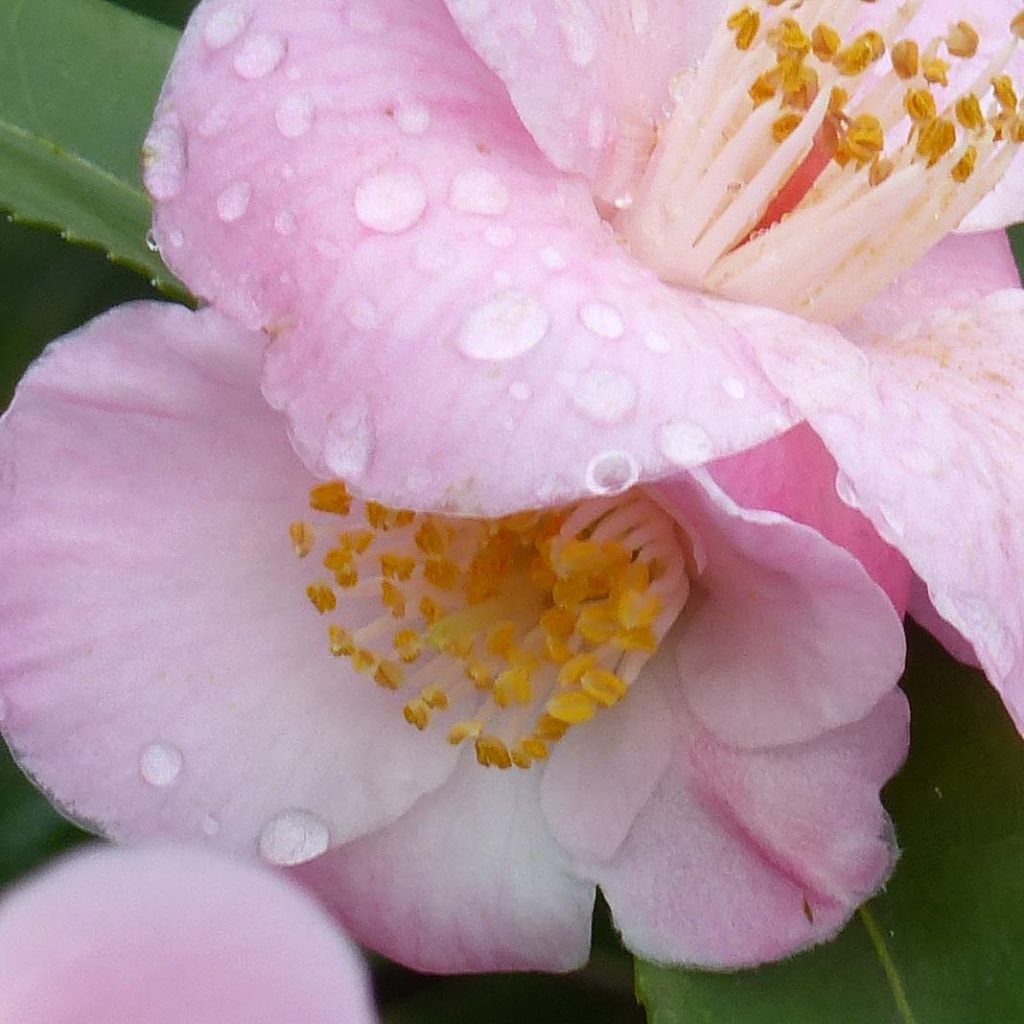Camélia champêtre - Camellia Cinnamon Scentsation