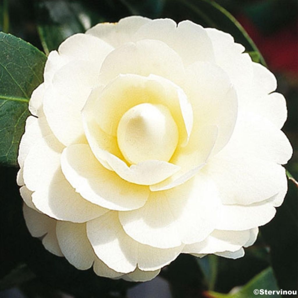 Camélia classique - Camellia Dahlonega