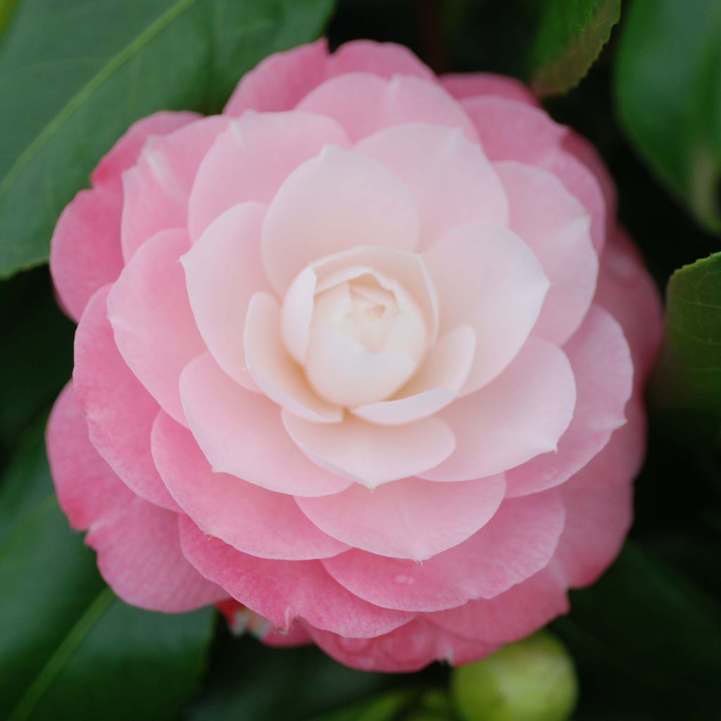 Camélia classique - Camellia japonica Sweet Olive