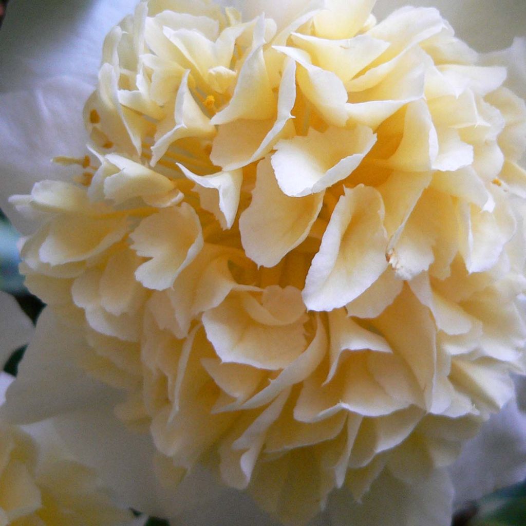 Camélia classique - Camellia Jurys Yellow