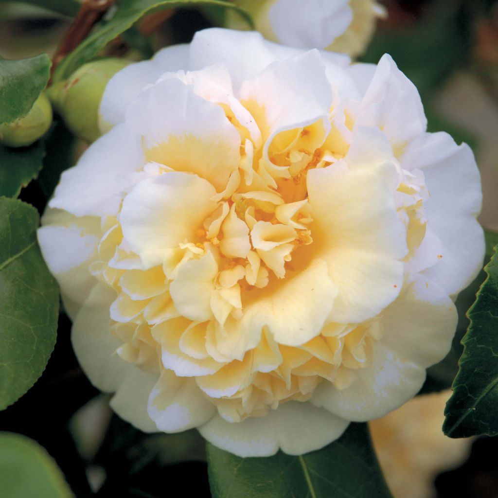 Camélia classique - Camellia Jurys Yellow