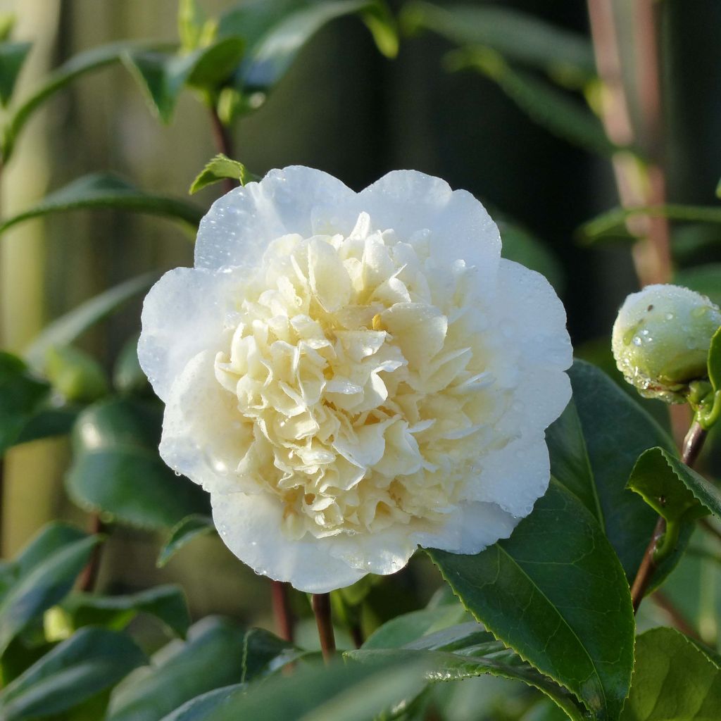 Camélia classique - Camellia Jurys Yellow