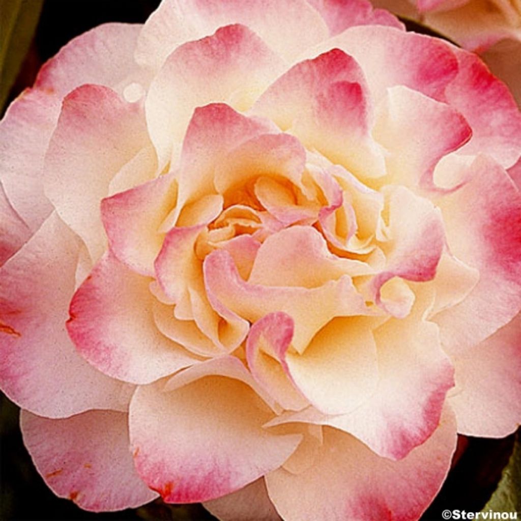 Camélia classique - Camellia Nuccio's Jewel