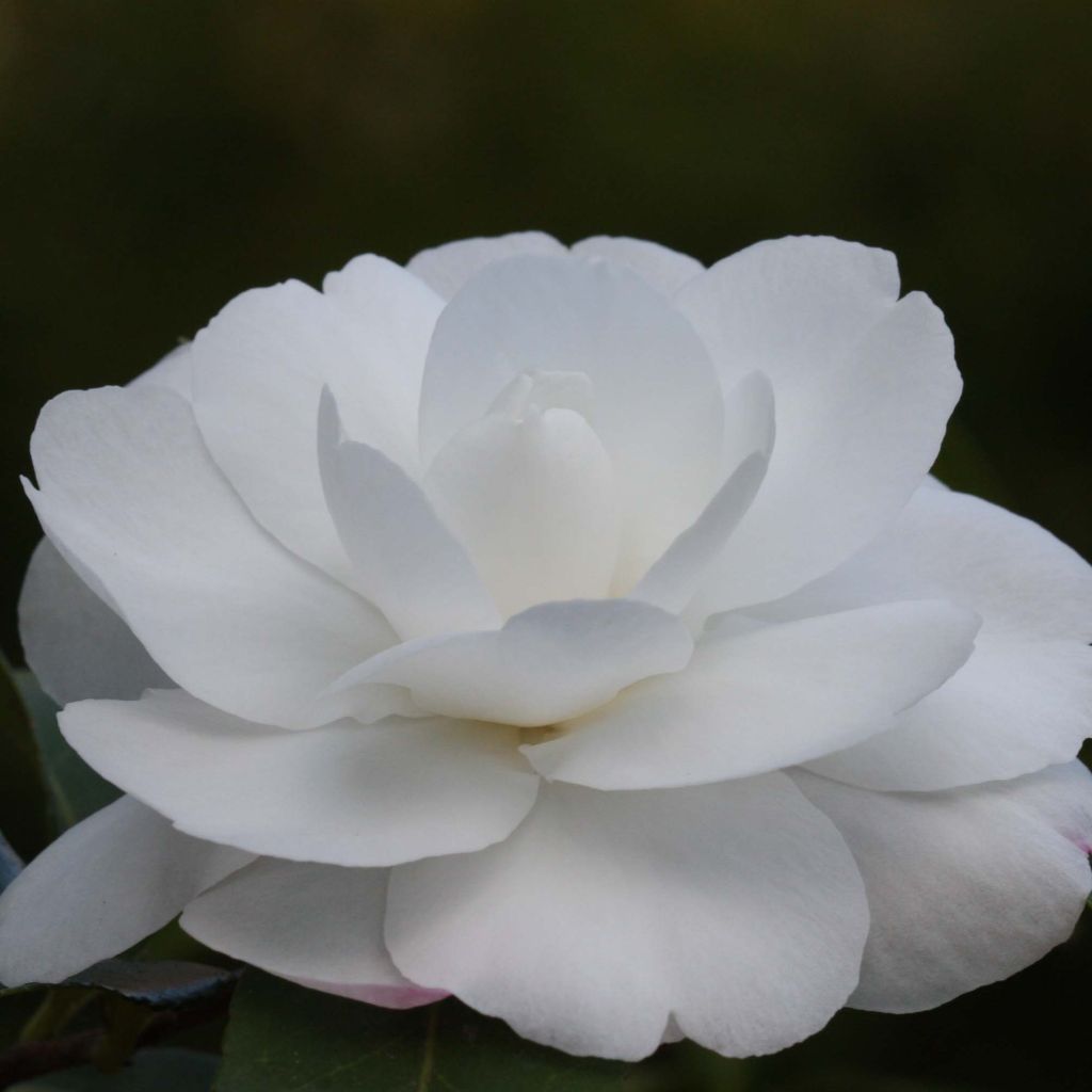 Camélia d'automne - Camellia sasanqua Early Pearly