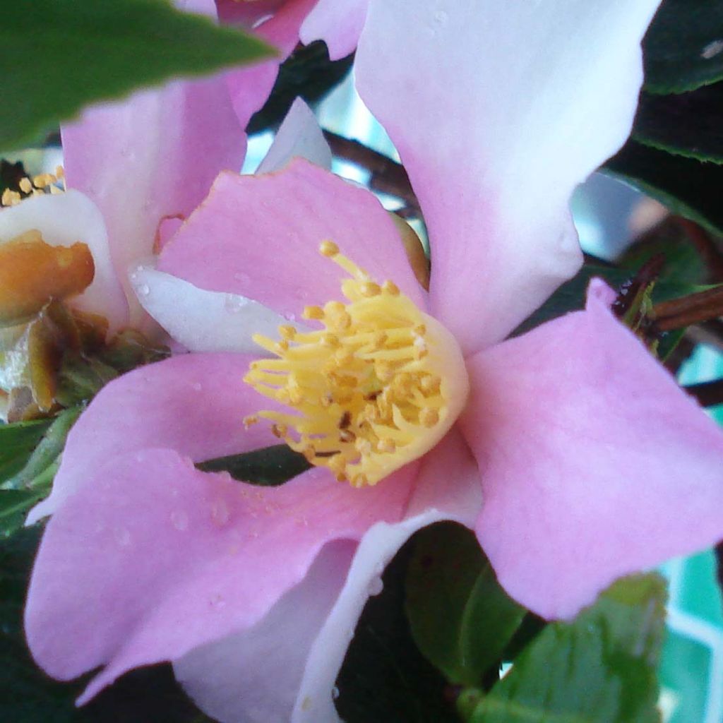 Camélia d'automne - Camellia sasanqua Yume