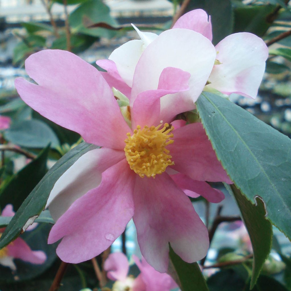 Camélia d'automne - Camellia sasanqua Yume