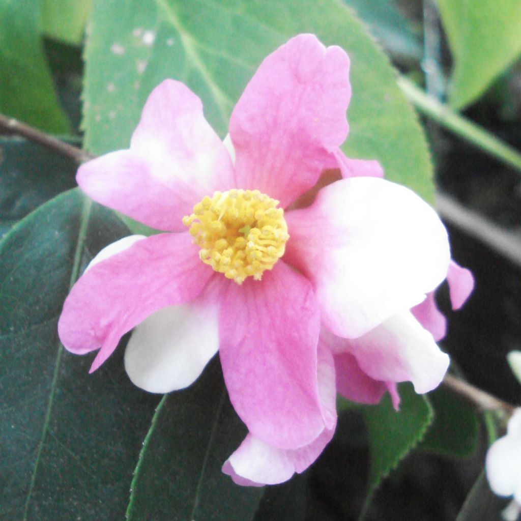 Camélia d'automne - Camellia sasanqua Yume