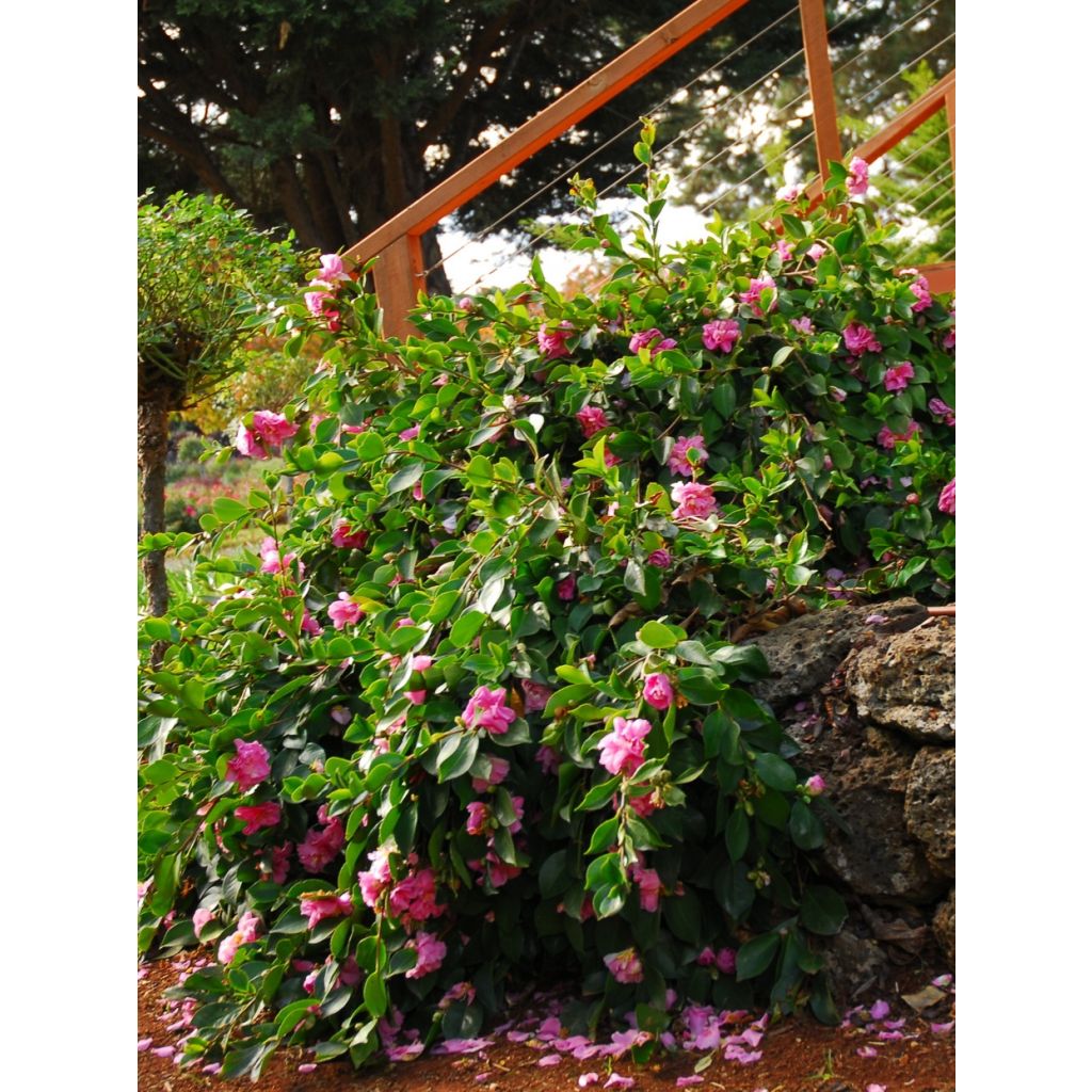 Camélia d'automne - Camellia sasanqua Waterfall Pink