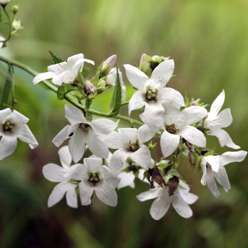 Campanule lactiflora Alba