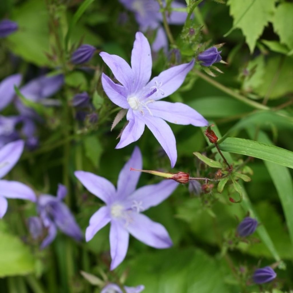 Campanula poscharskyana Stella - Campanule des Murets