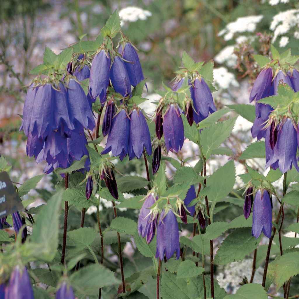 Campanula Sarastro - Campanule hybride