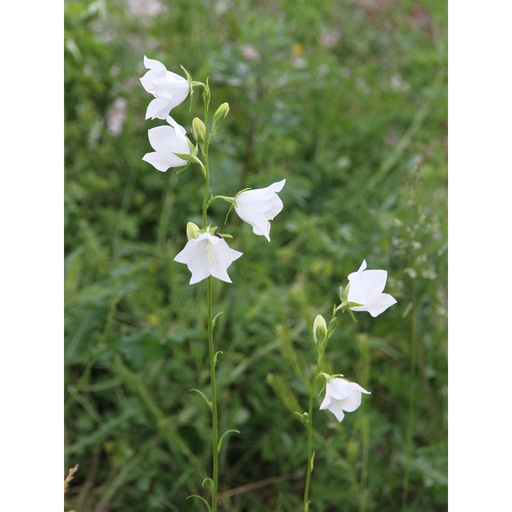 Campanule à feuilles de pêcher - Campanula persicifolia Alba