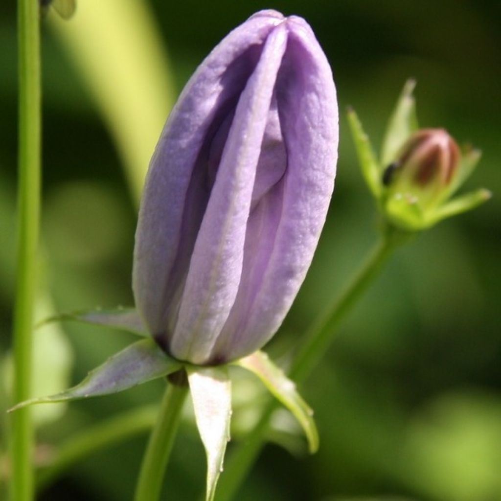 Campanule carpatica - Campanule des Carpates