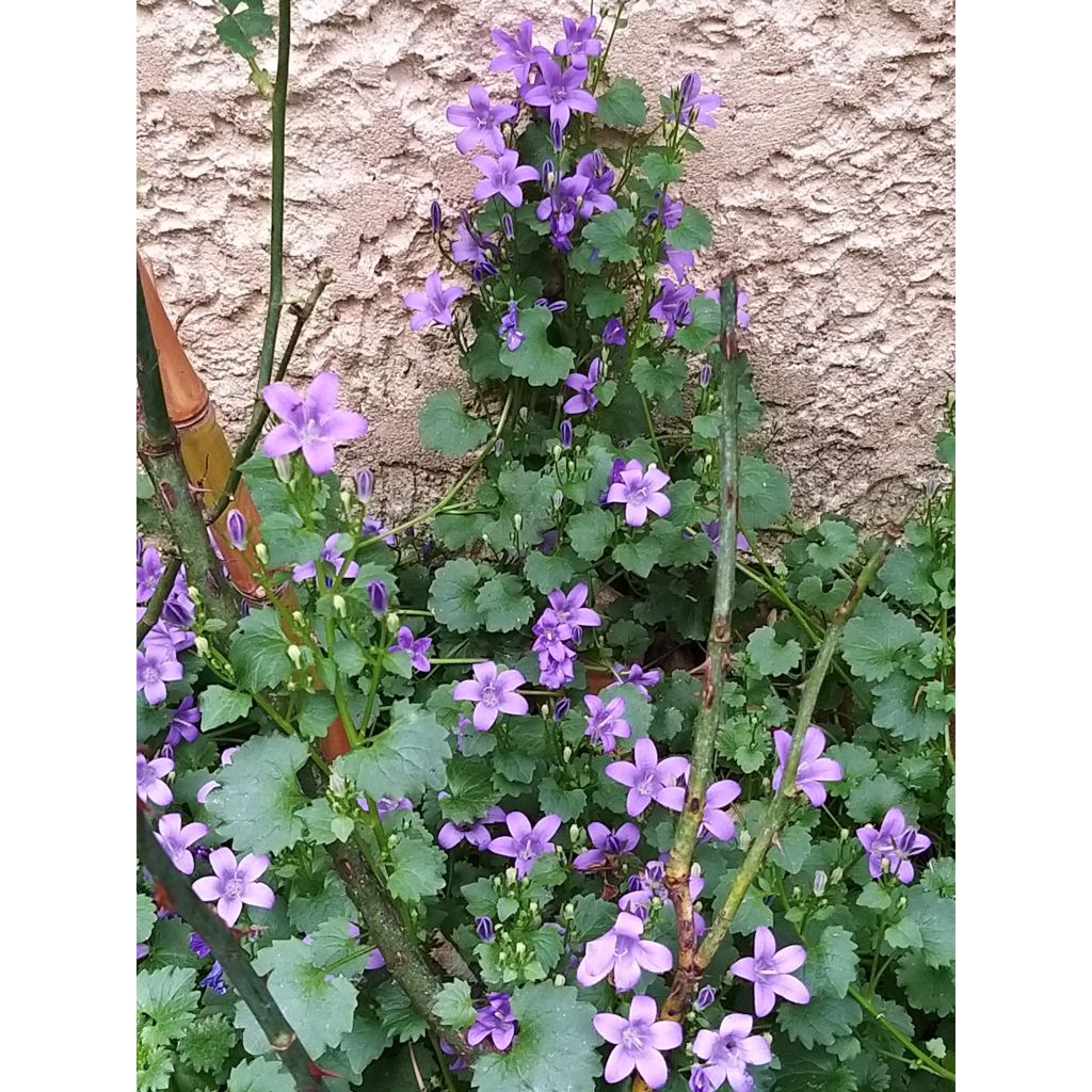 Campanule des murs - Campanula portenschlagiana (muralis)