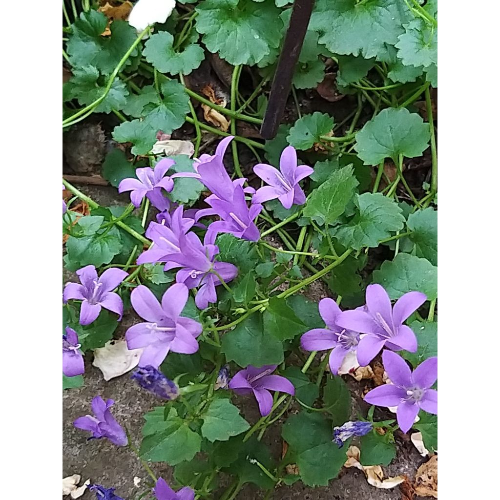 Campanule des murs - Campanula portenschlagiana (muralis)