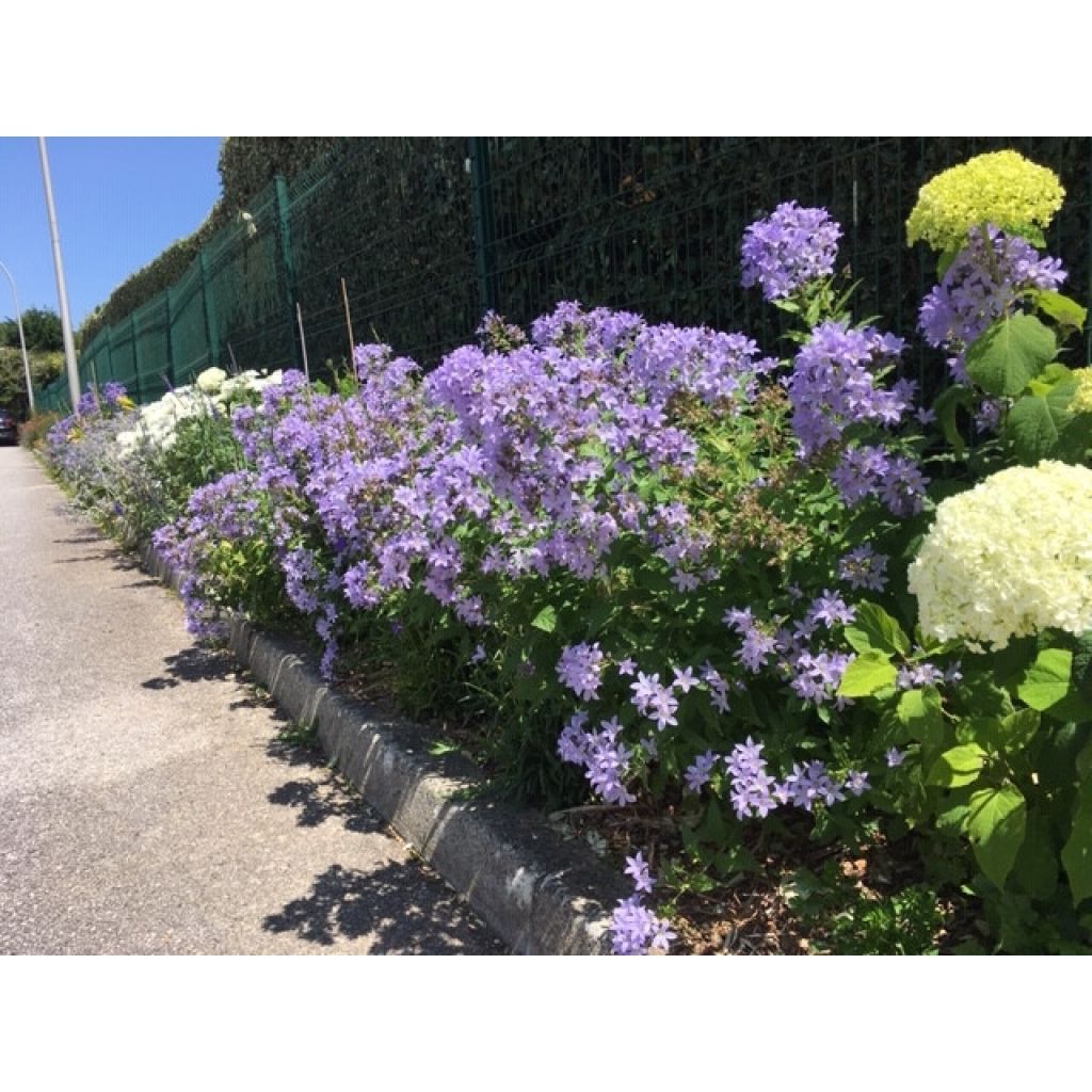 Campanule lactiflora Prichard s variety Campanule laiteuse bleue