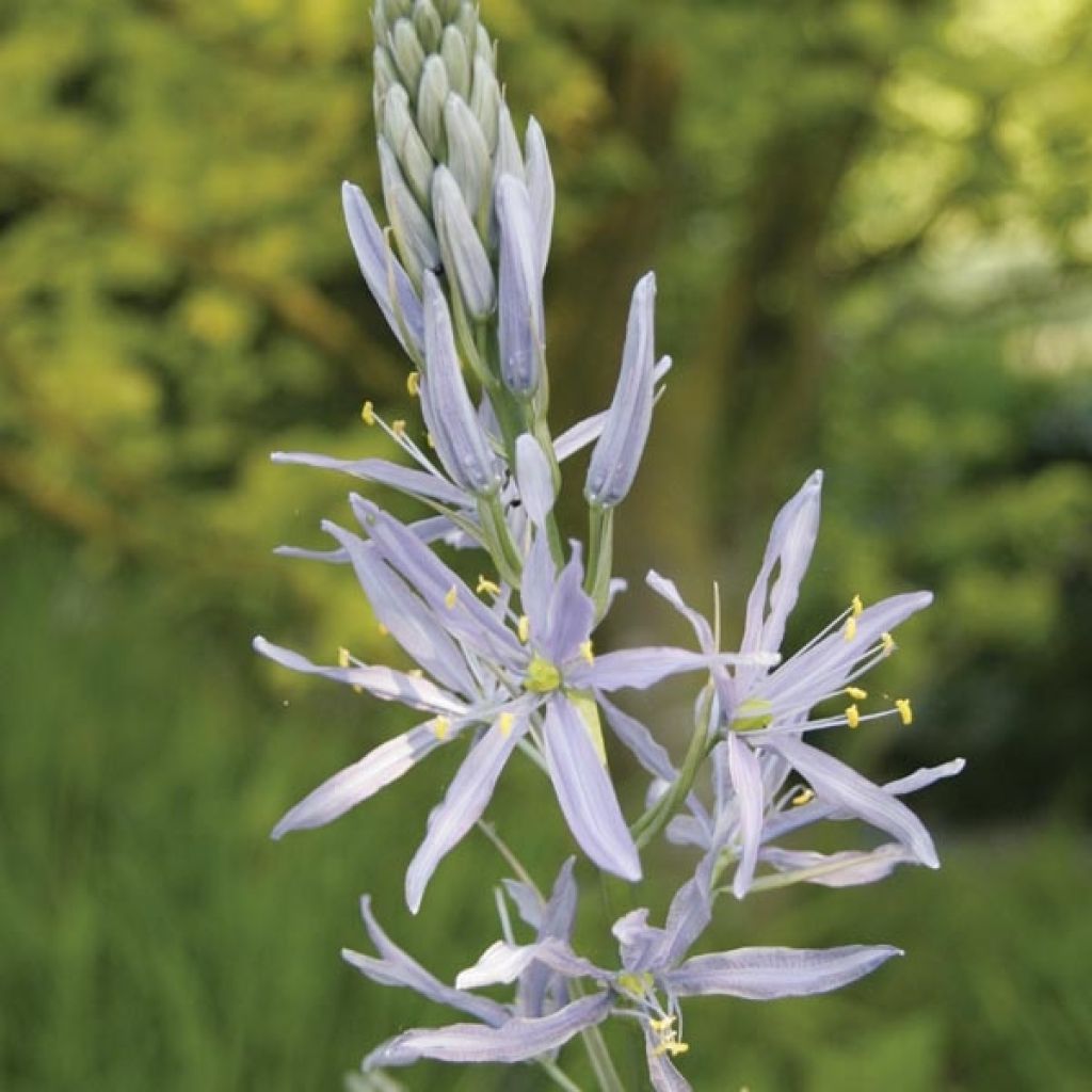 Camassia Cusickii