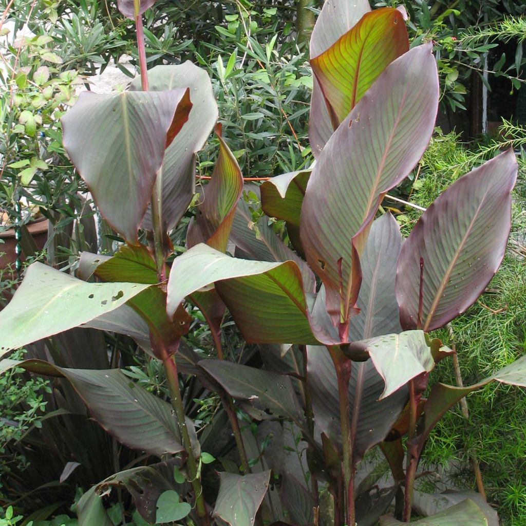 Canna indica Purpurea