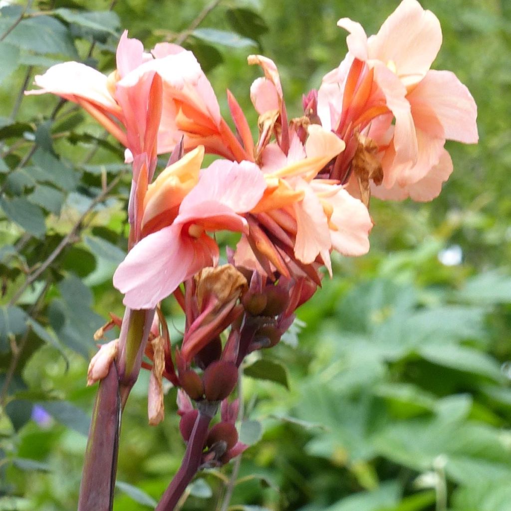 Canna Mme Angèle Martin