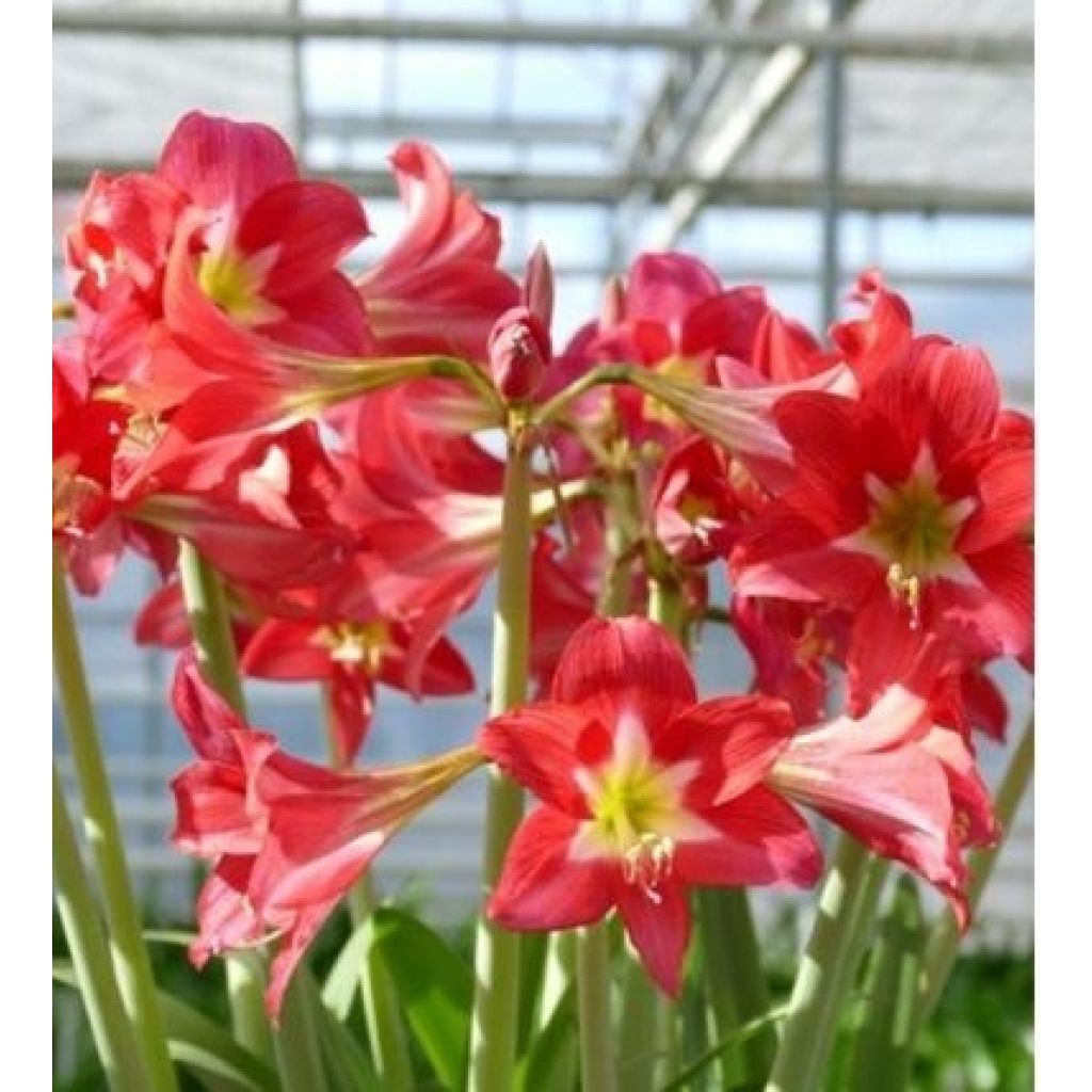 Amaryllis pluriflore Striped Garden - Hippeastrum 