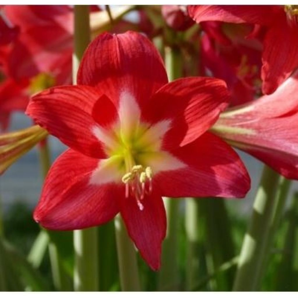 Amaryllis pluriflore Striped Garden - Hippeastrum 